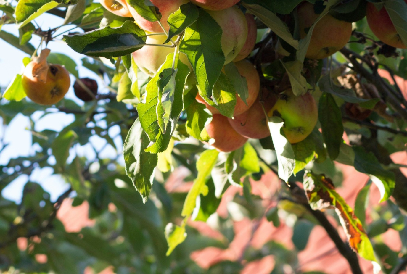 Apple tree image margarita shtyfura