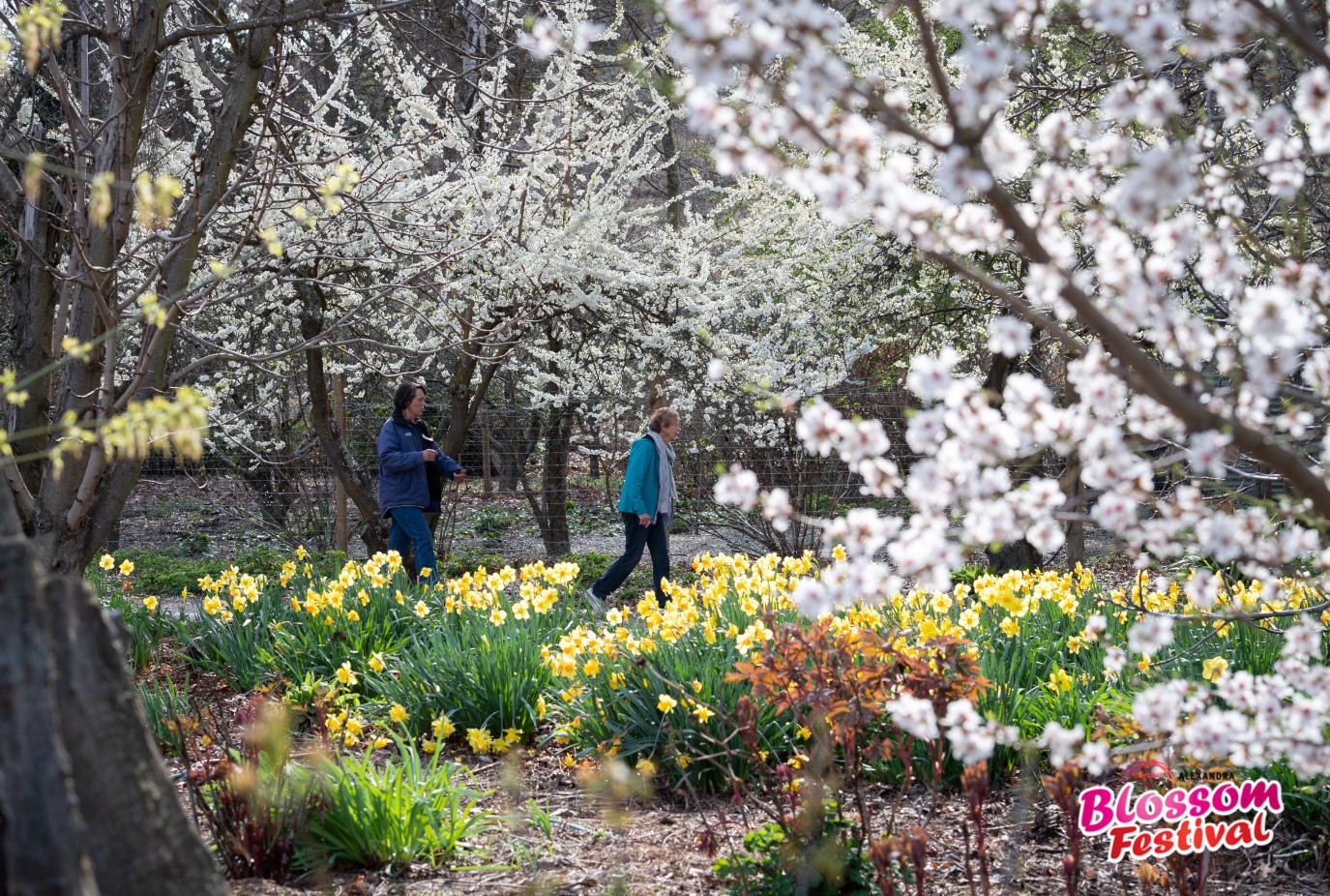 CTB 220924.Alexandra Blossom Festival.image central 4