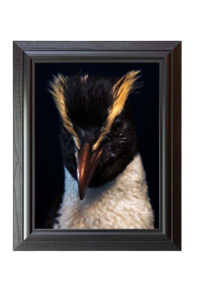 Fiona Pardington Fiordland Crested Penguin South Canterbury Museum 2024