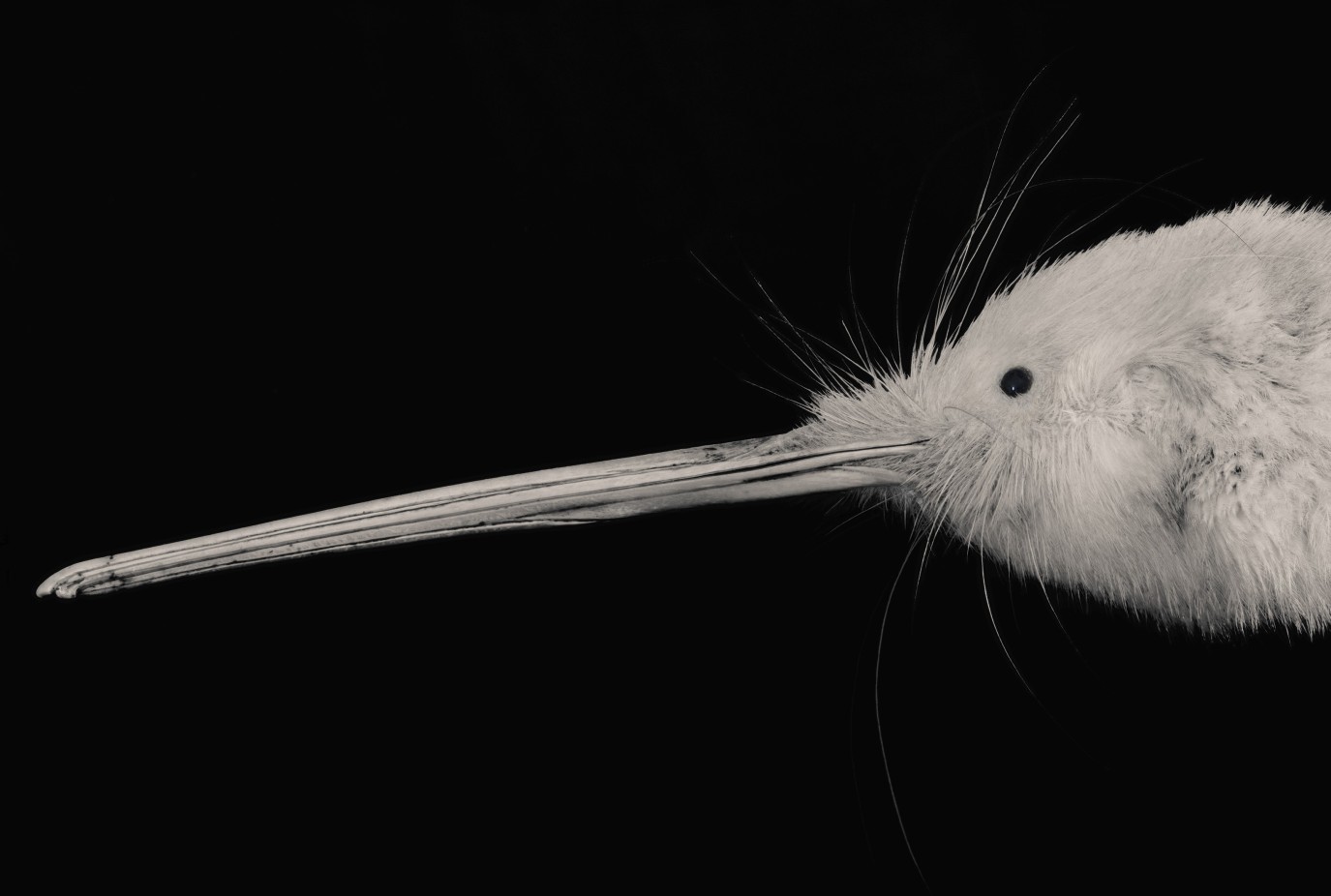 Fiona Pardington Portrait of Kimiakau Kiwi 2023