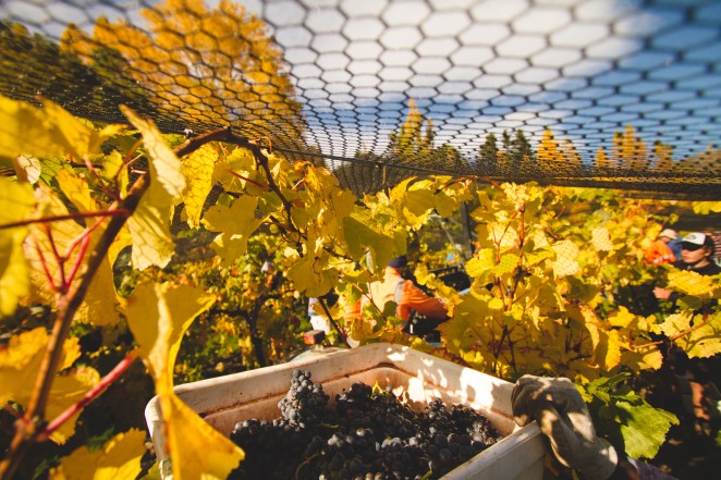 Gibbston Valley Winery Harvest Rose 1 v2. Photo QueenstownNZ.co.nz