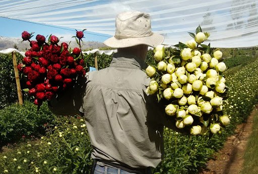John Chambers works on some of his export peonies in Bannockburn