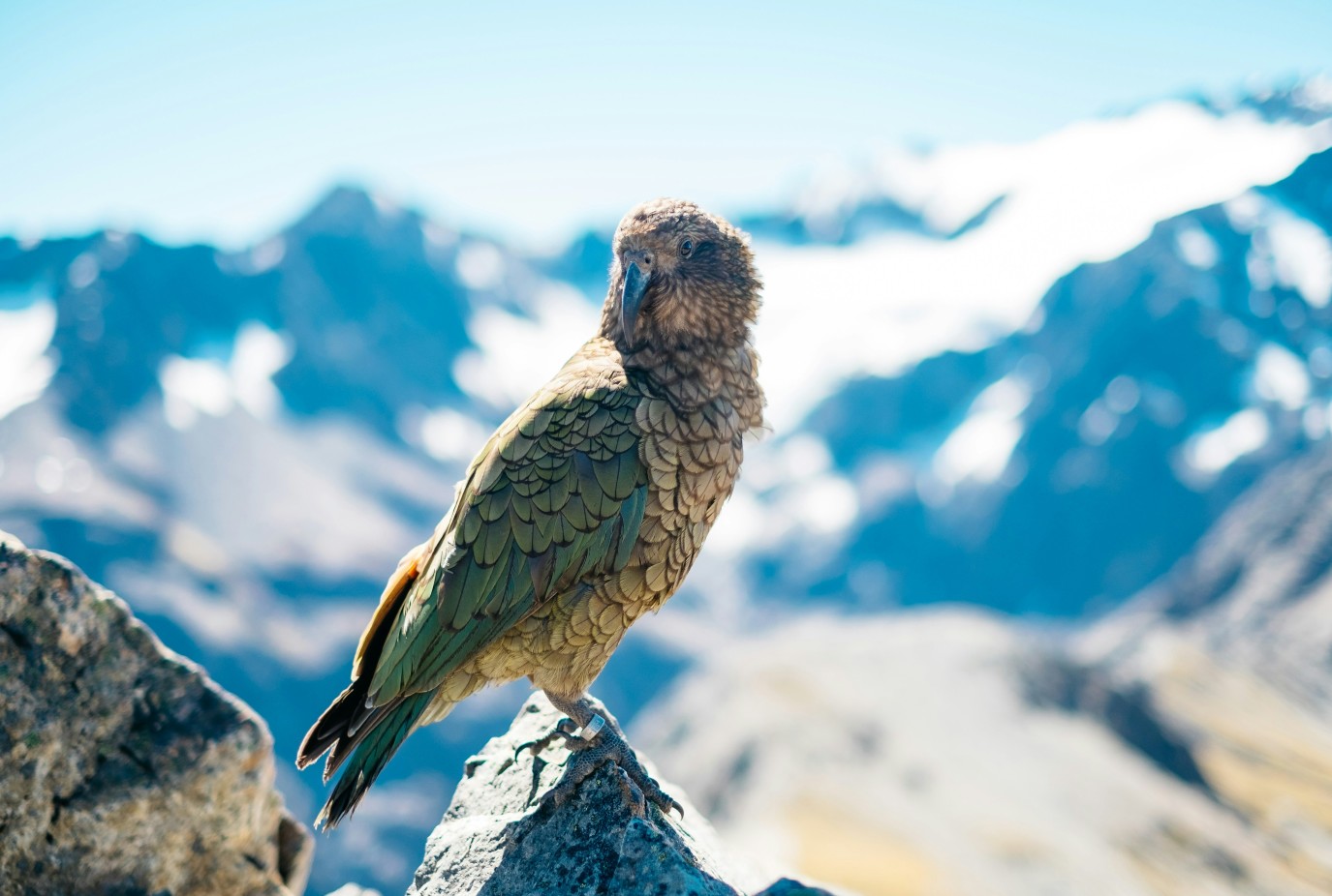 Kea Bird pablo heimplatz PSF2RhUBORs unsplash