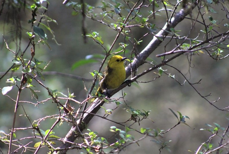 Mohua in Makarora Haast Pass. Photo credit Sarah Forder