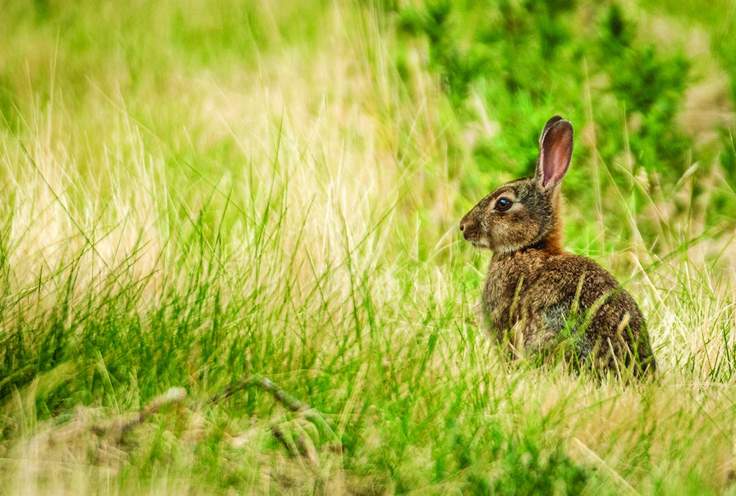 Rabbits