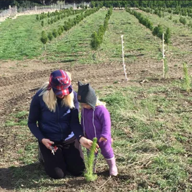 Screenshot 2022 11 16 at 13 47 58 Suzi Qs Garden Christmas trees 11.jpg WEBP Image 400 400 pixels