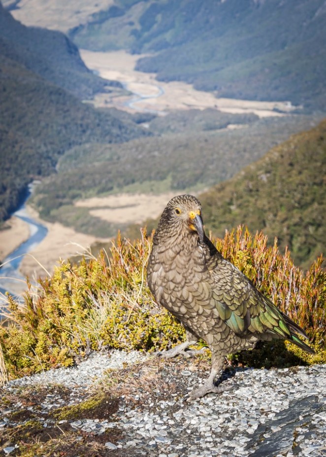 A kea stands on a rock. Photo: Geoff Marks