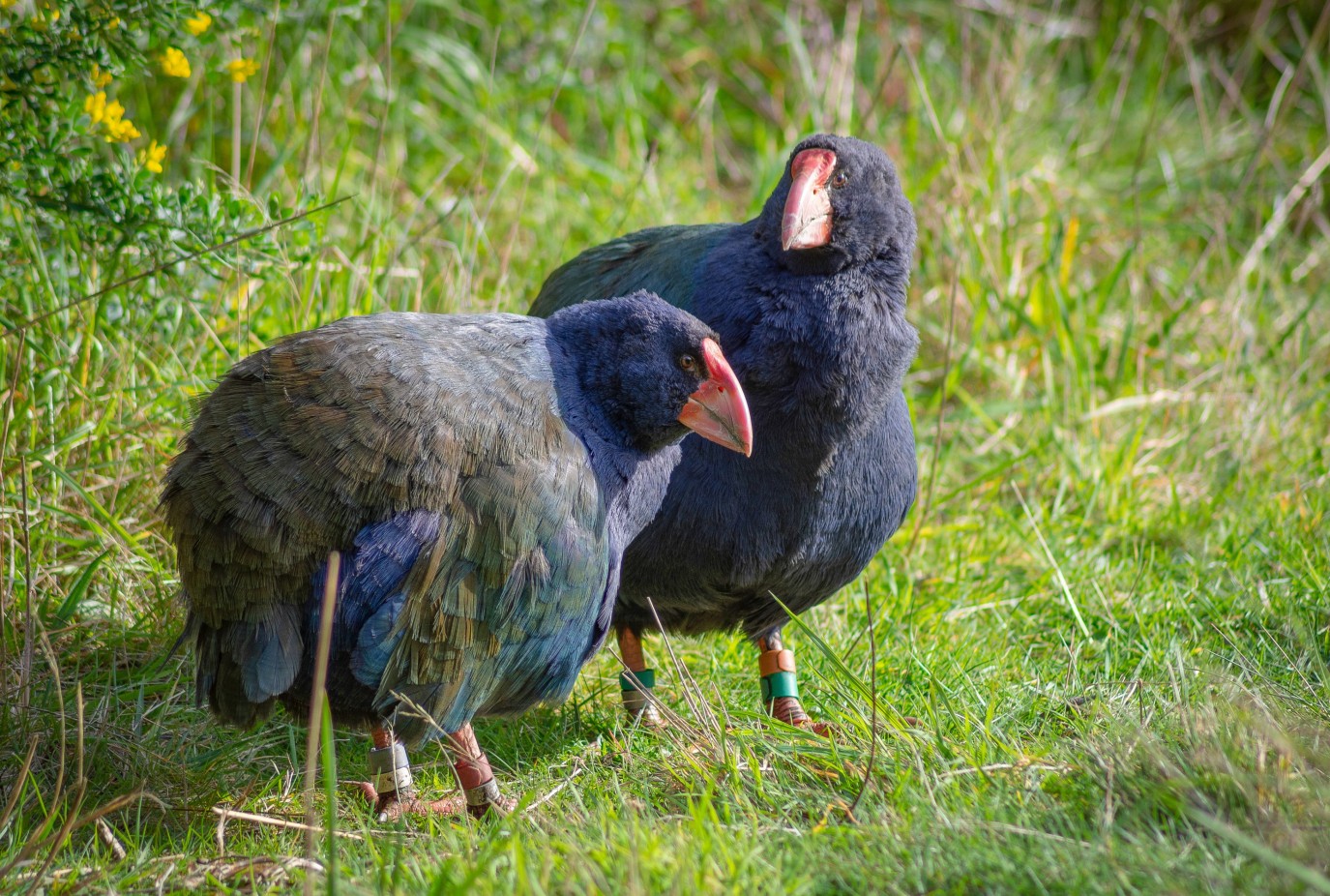 Takahe in the wild. Photo credit Daniel Sweeney