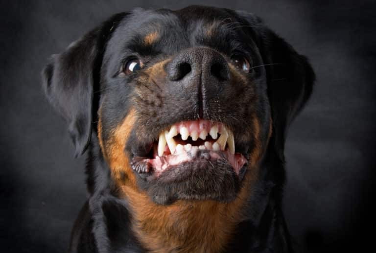 angry dog showing its teeth 768x676