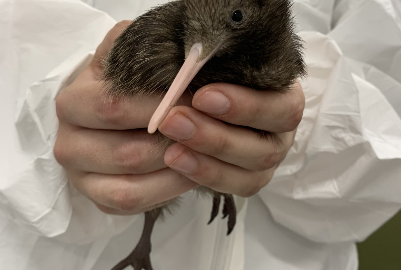 baby Kiwi press release