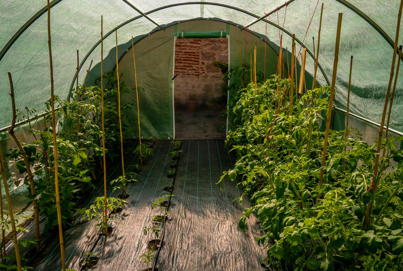 crops growing greenhouse wooden sticks copy