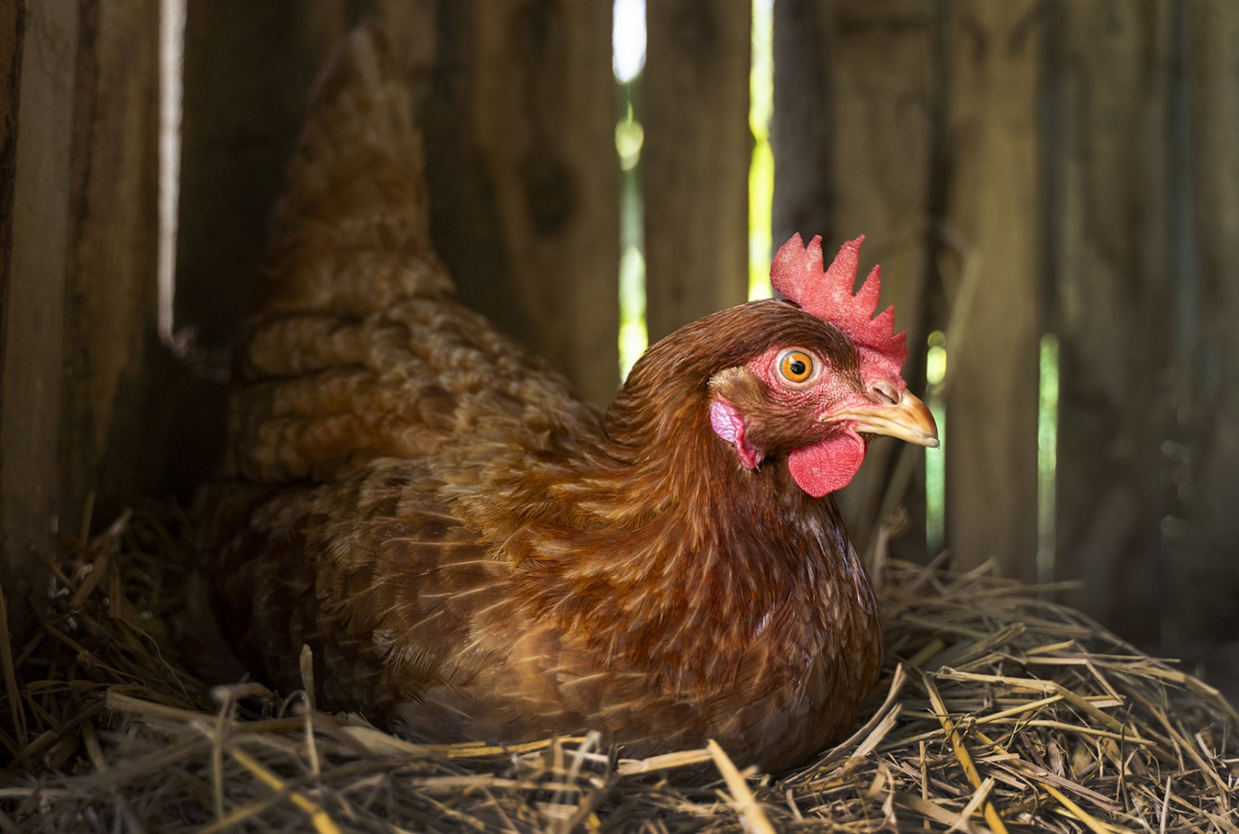 high angle hen sitting hay farm small