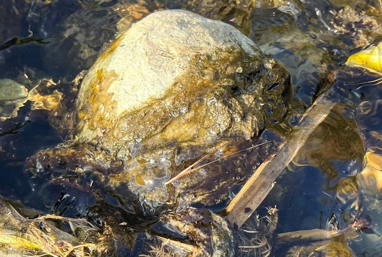 Toxic Algae Present In Queenstown Waterways Lakes Weekly Bulletin