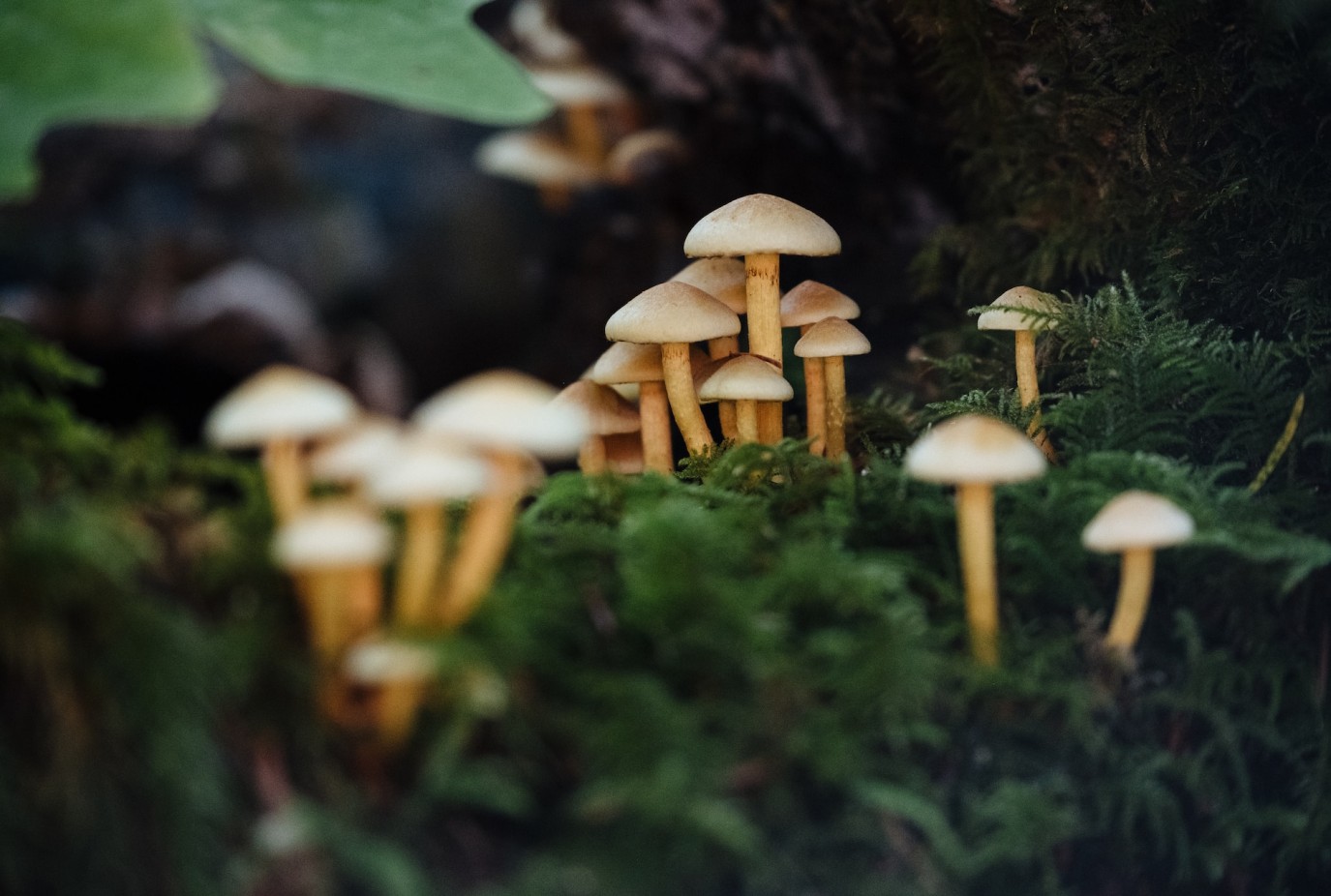jesse bauer 7w4lNt7lJb4 unsplash
