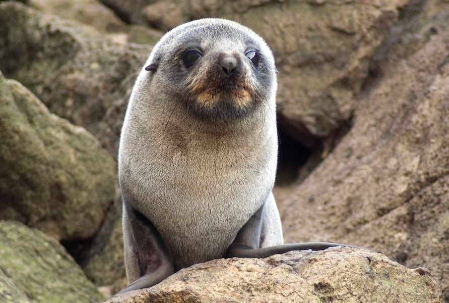 nz fur seal hero