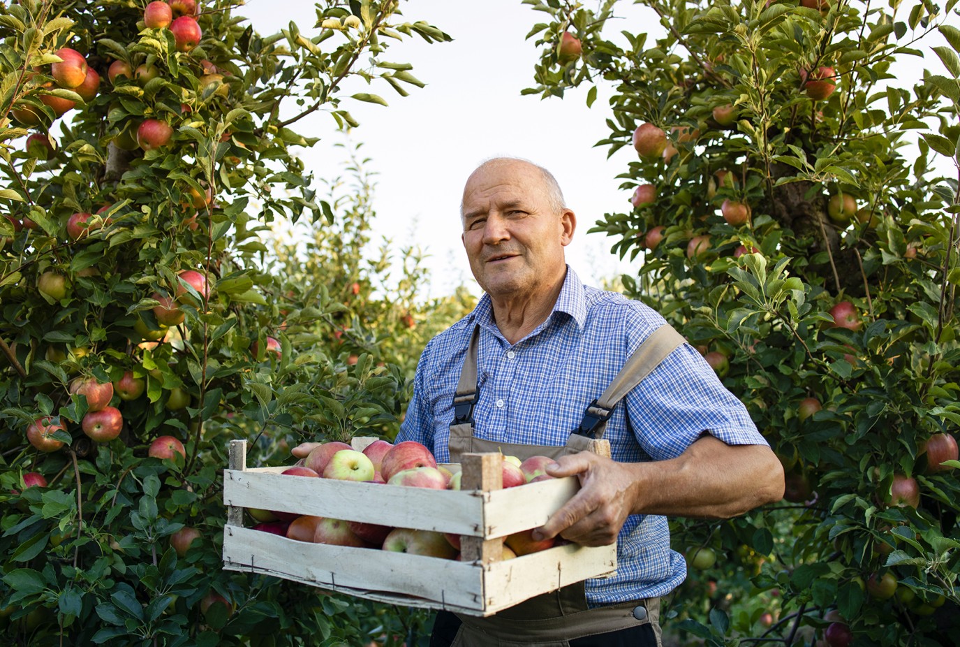 portrait senior man holding crate full apples fruit orchard copy v2
