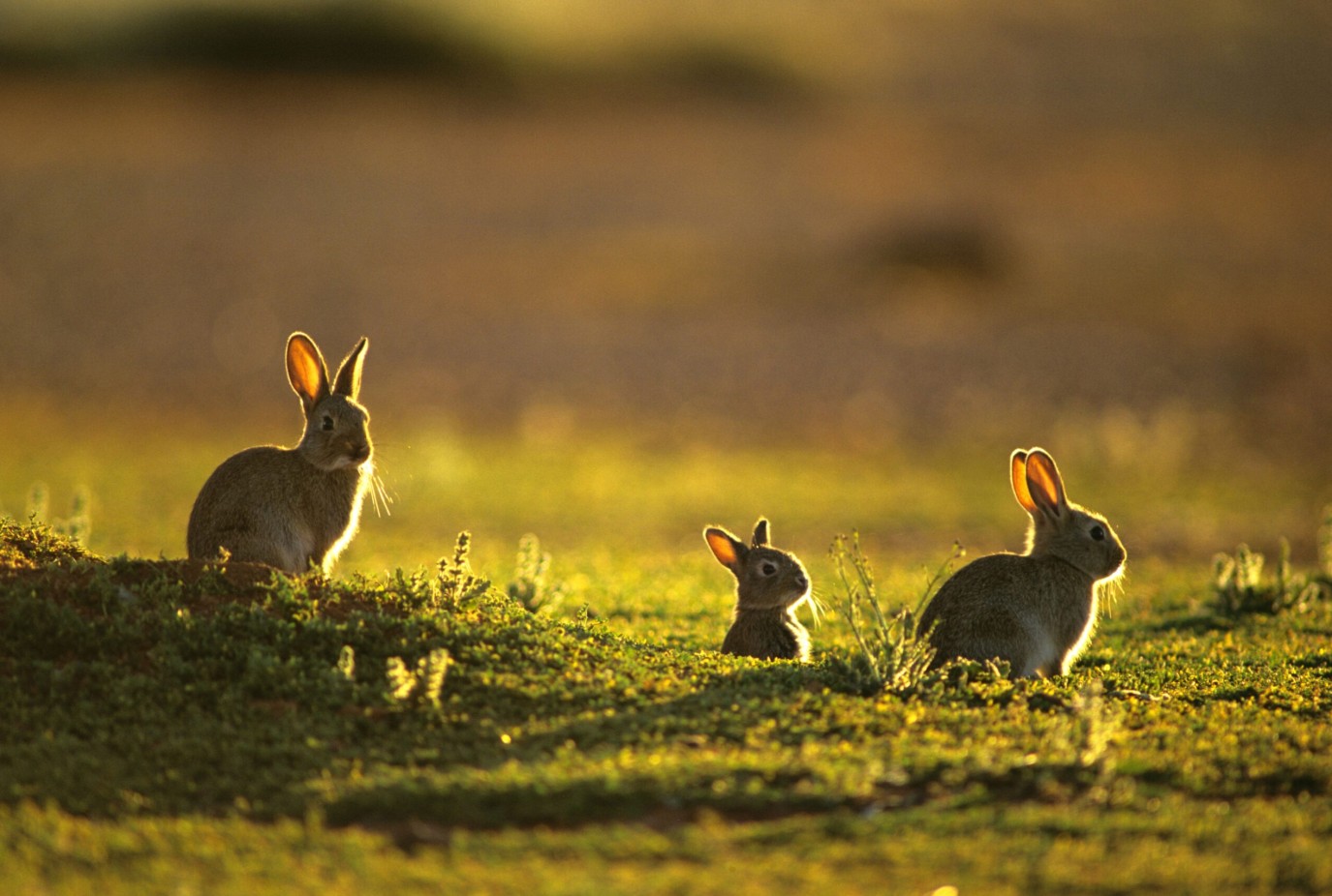 rabbits scaled